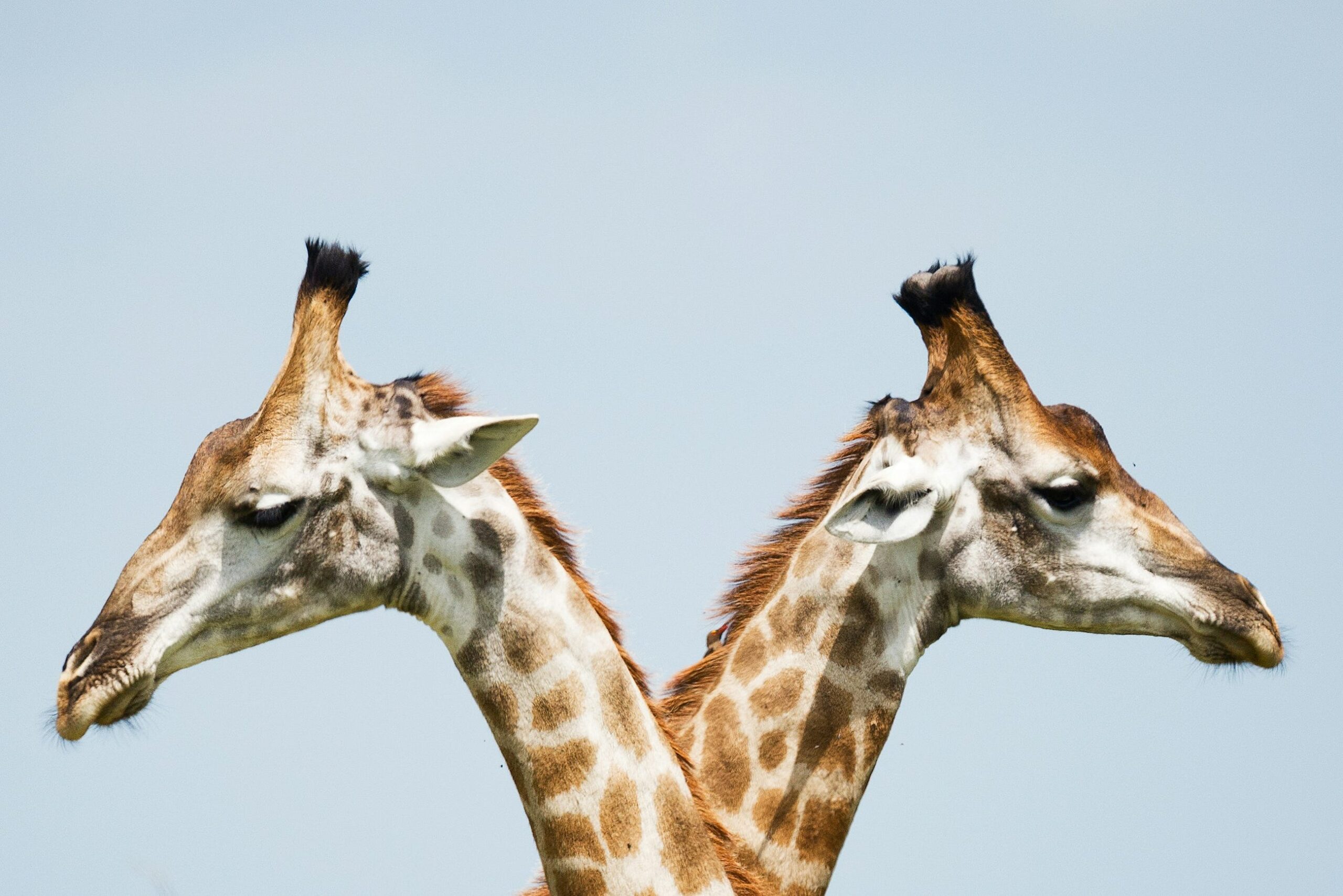 Understanding the Two Faces of Shiny for Python: Core and Express