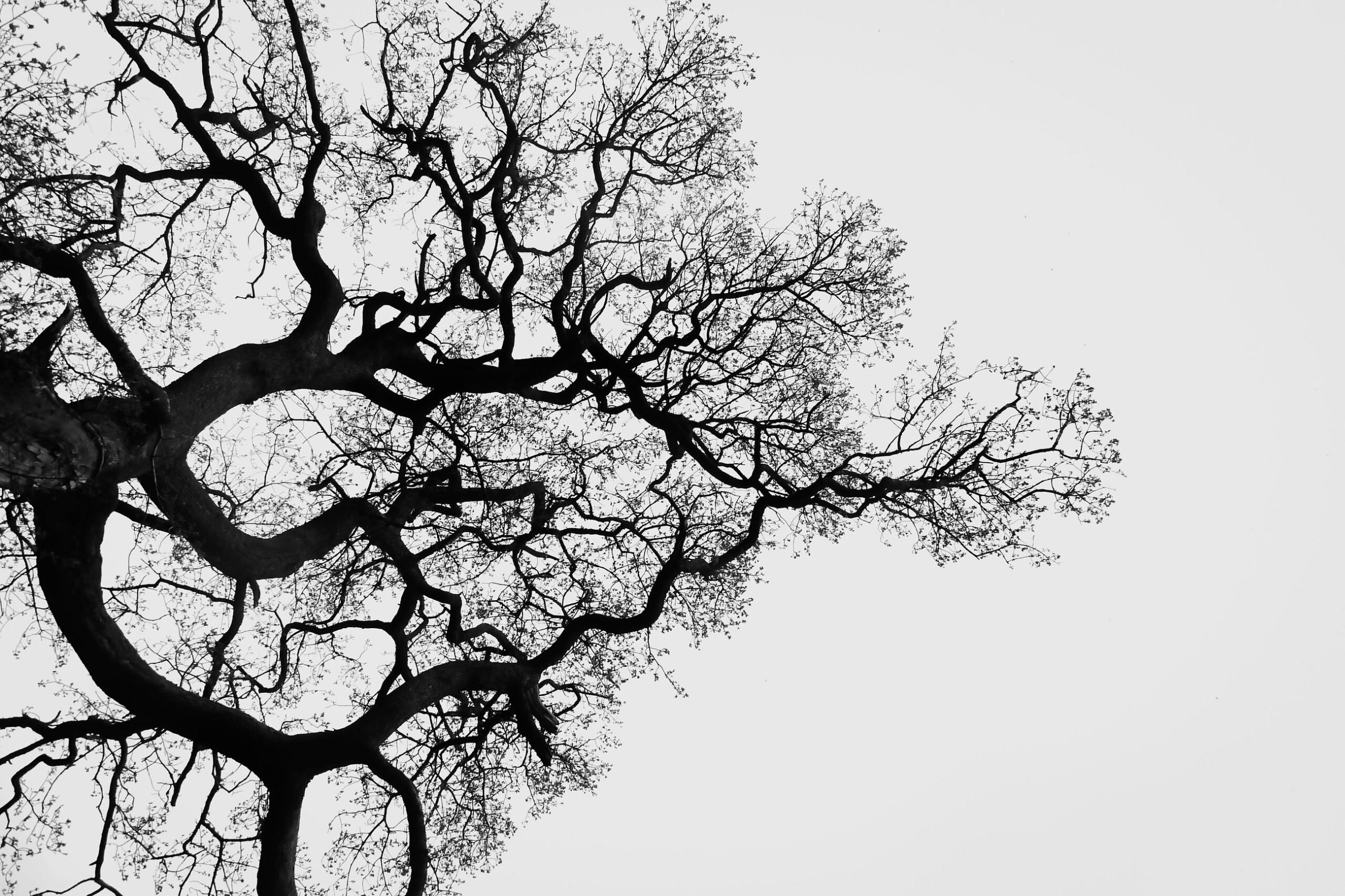 Using Decision Trees for Exploratory Data Analysis