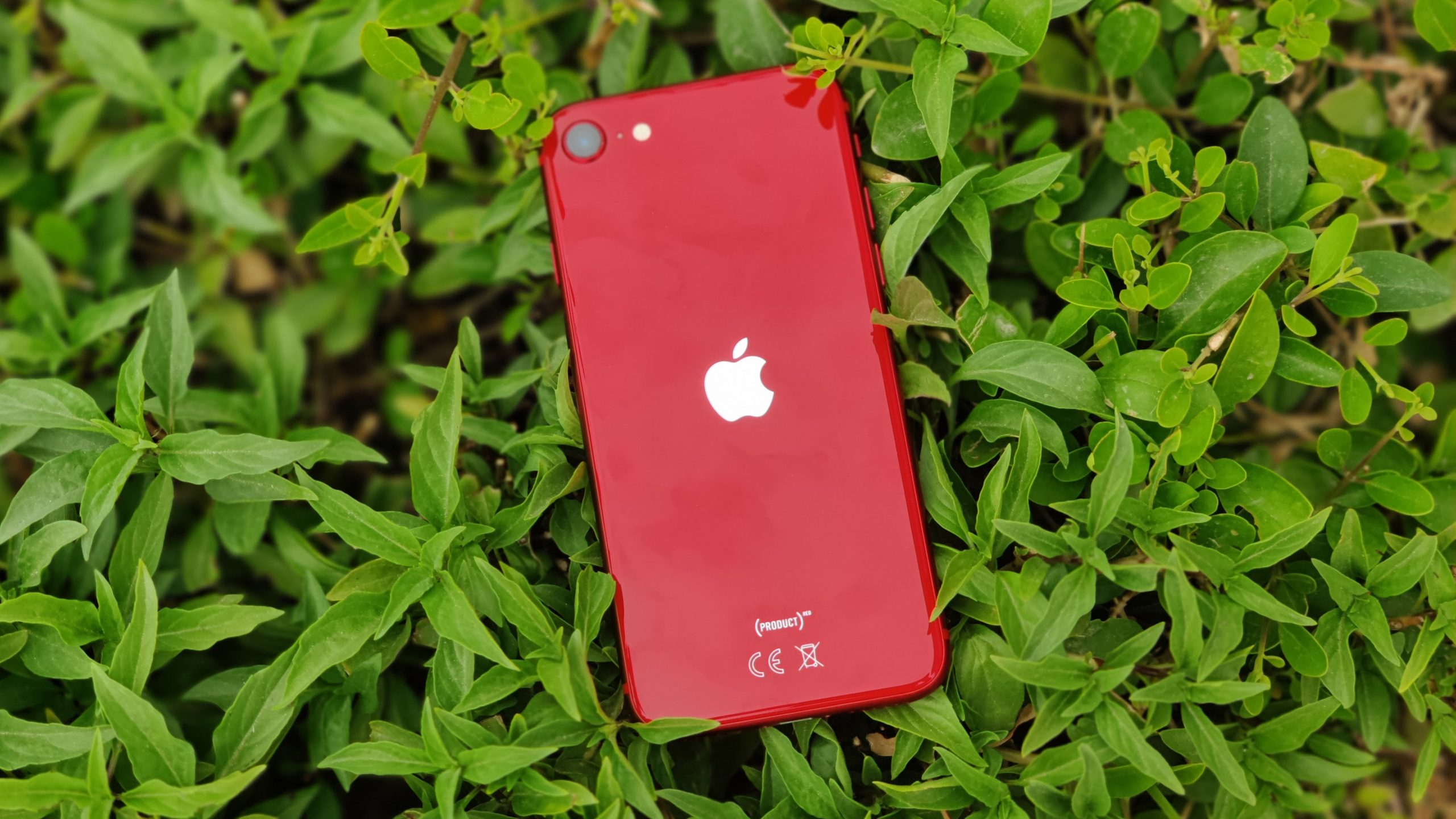 Where is the next-generation iPhone SE?