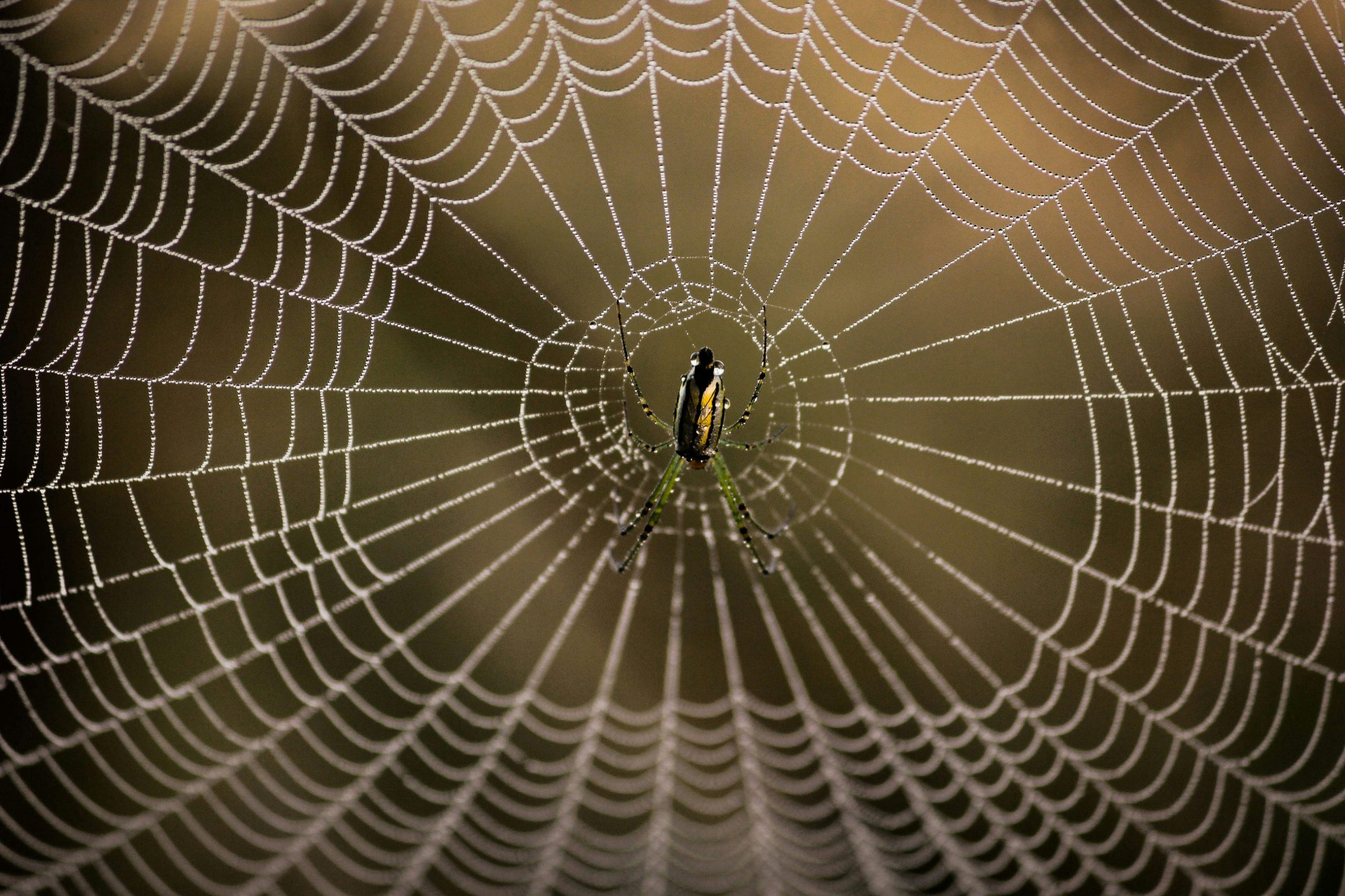 How to Make an Advanced Spider Chart in Python